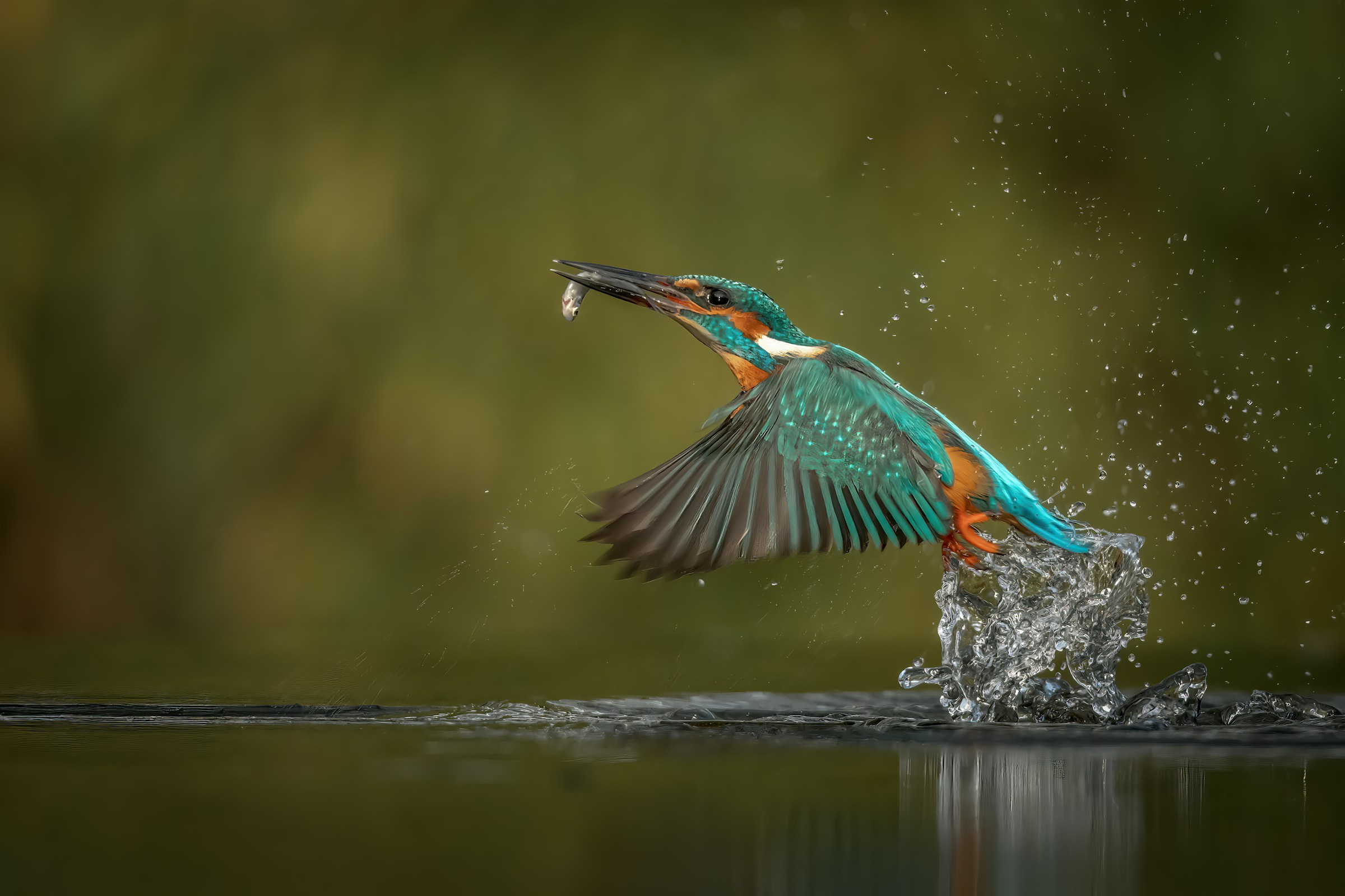 King Fisher 1