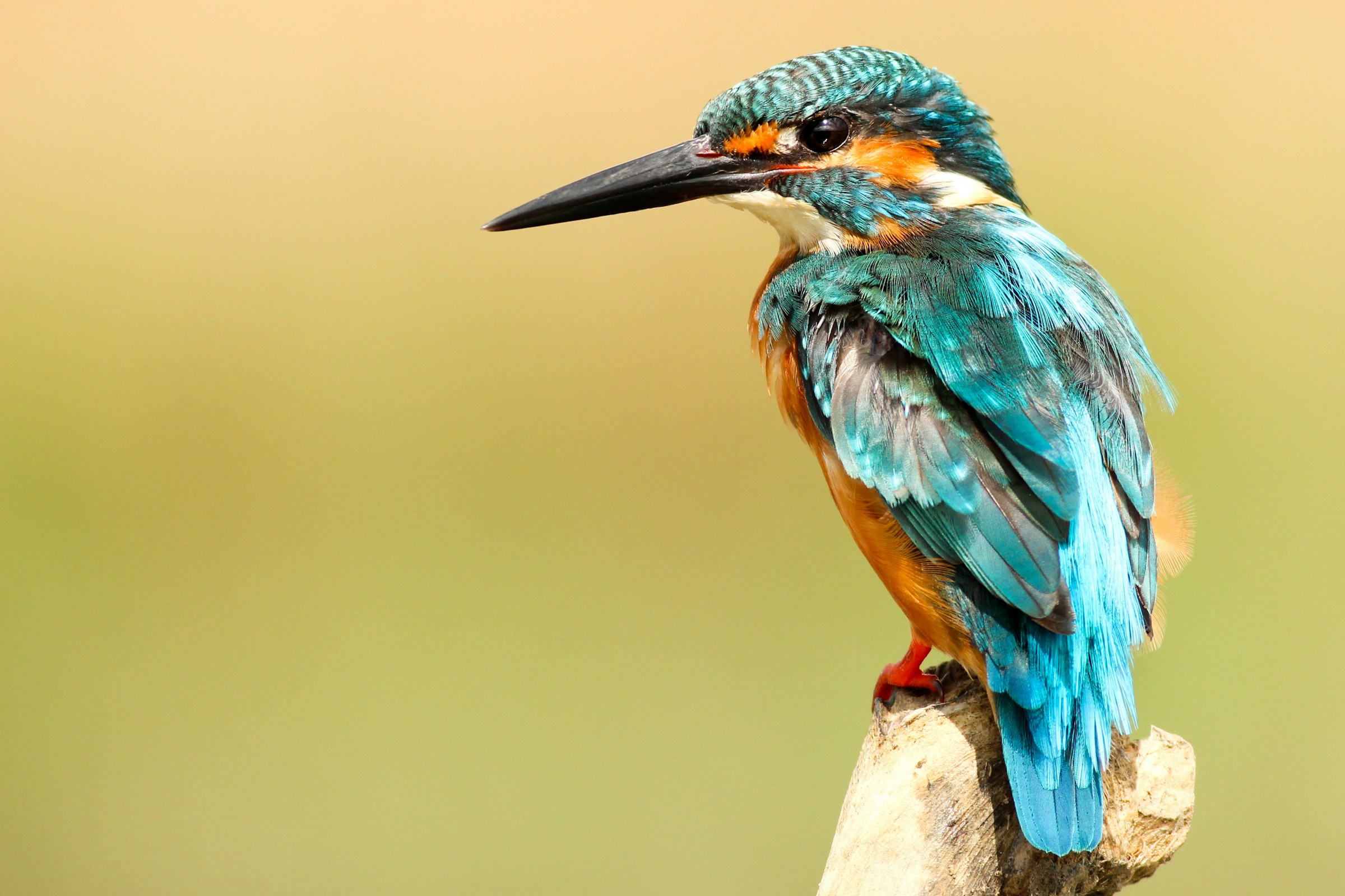 Kingfisher 2